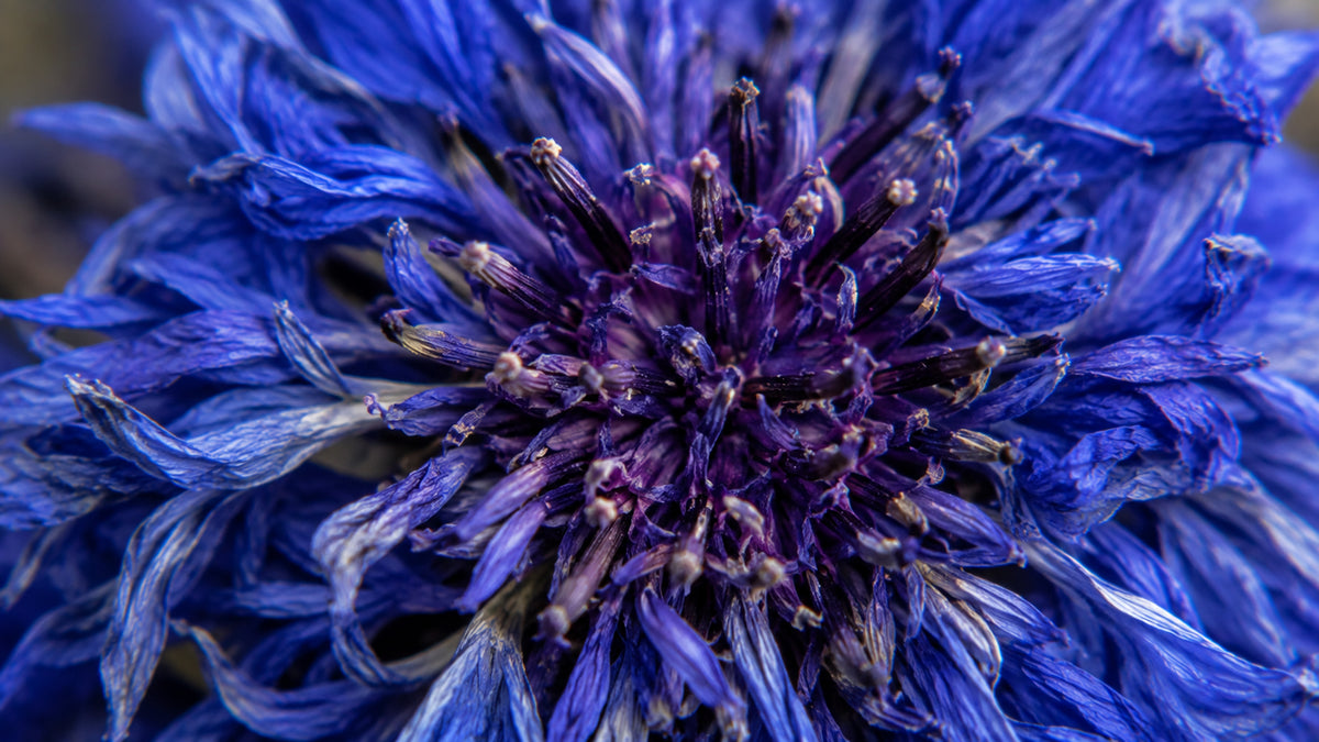 Kornblume Blau Bio Tee-zutat1_rechts