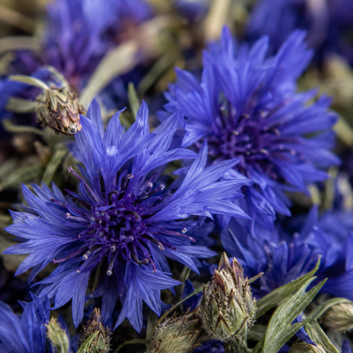 Kornblume Blau Bio Tee-zutaten