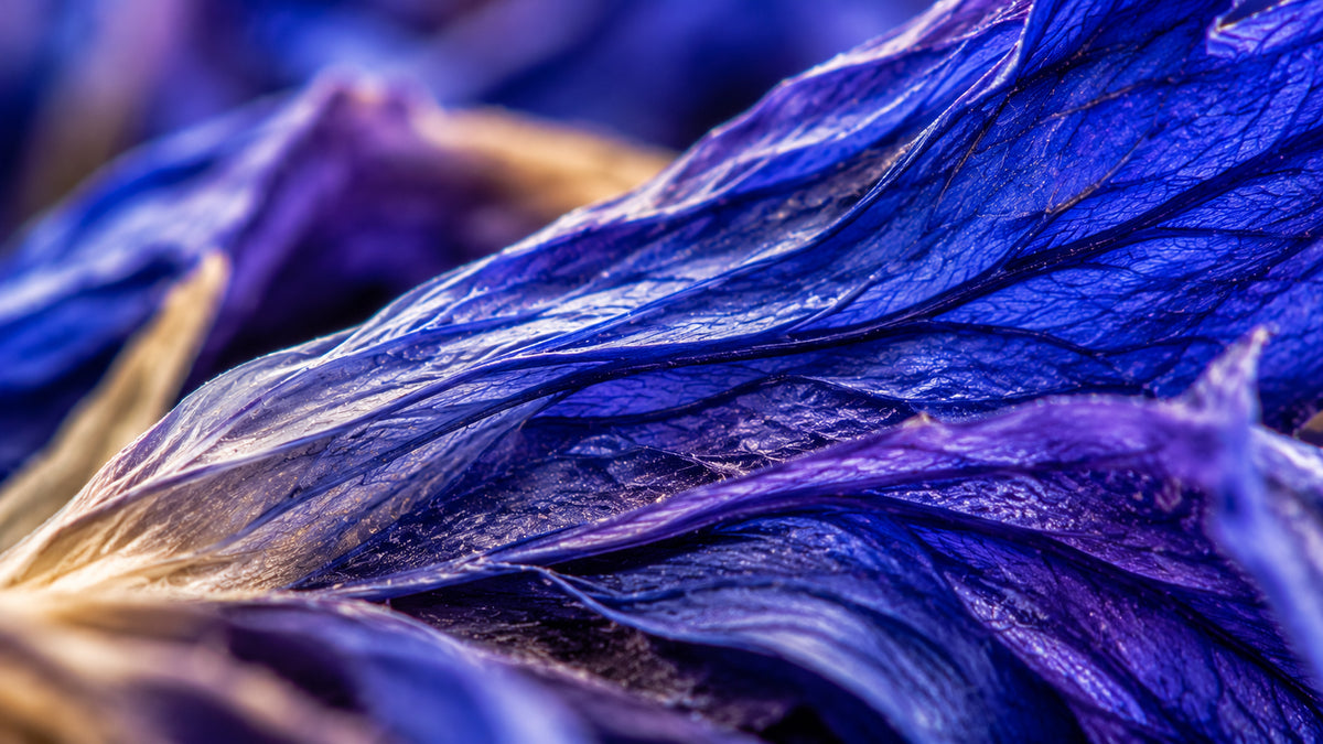 Kornblumen Blau Schweiz Bio-zutat1_rechts