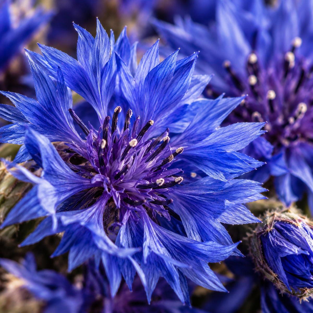 Kornblumen Blau Schweiz Bio-zutaten