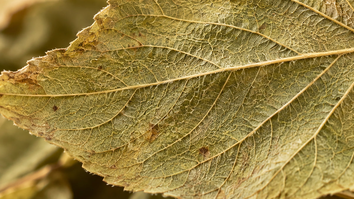 Lindenblüten Bio-zutat1_rechts