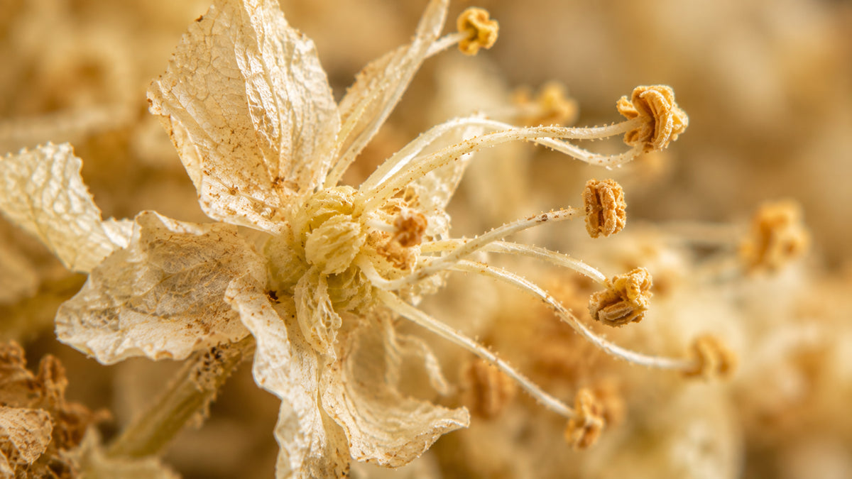 Mädesüssblüten Tee Bio-zutat1_rechts