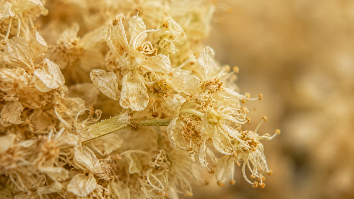Mädesüssblüten Tee Bio-zutat2_links