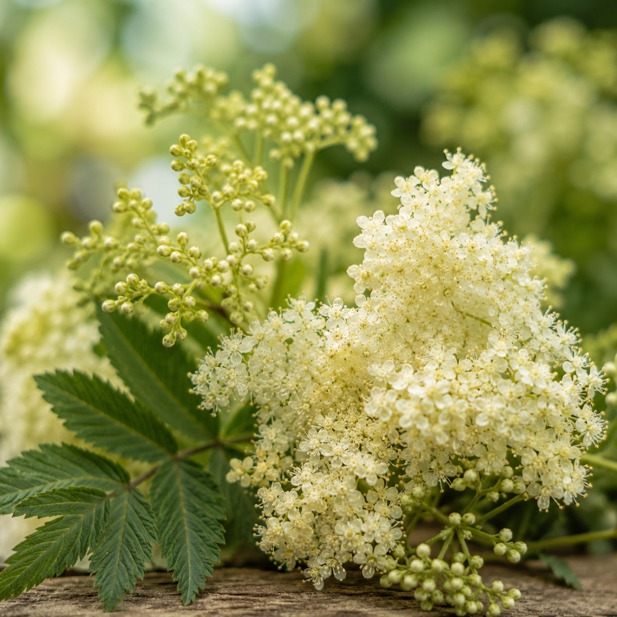 Mädesüssblüten Tee Bio-zutaten
