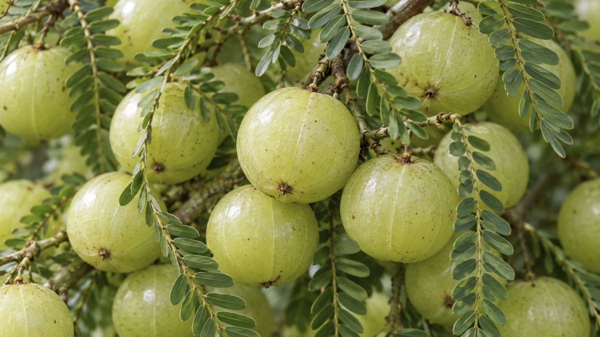 Maharishi Ayurveda Triphala Plus Tabletten-zutat2_links