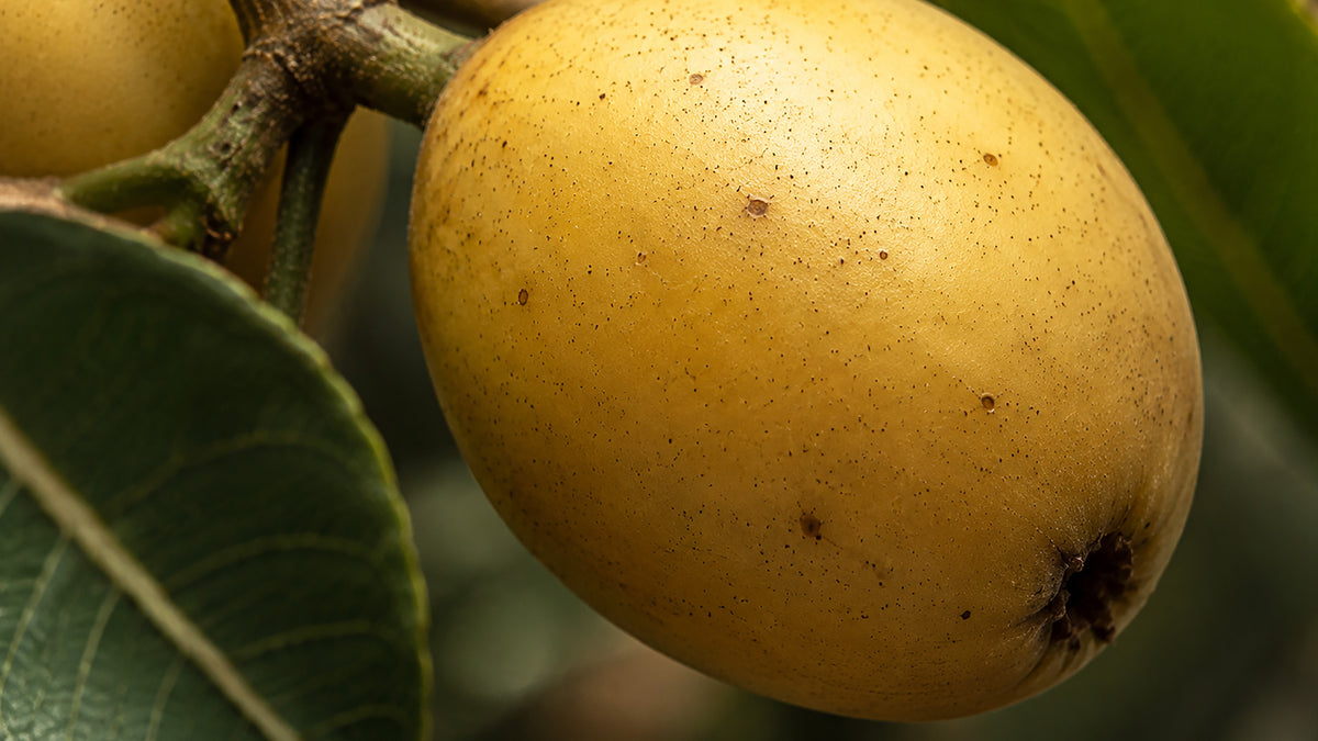 Marula Öl Bio-zutat1_rechts