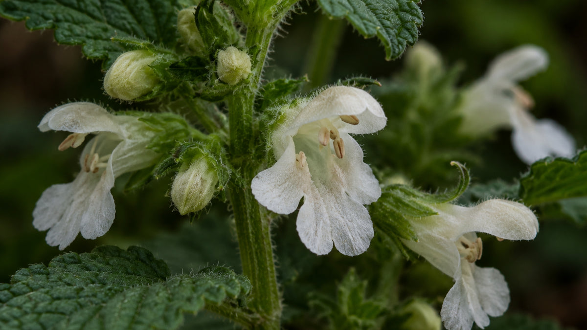 Melissenwasser EU BIO-zutat2_links