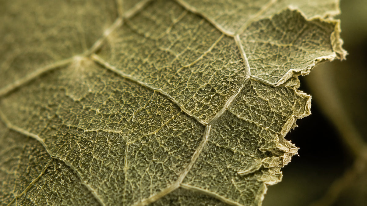 Moringa Blätter Bio geschnitten-zutat1_rechts