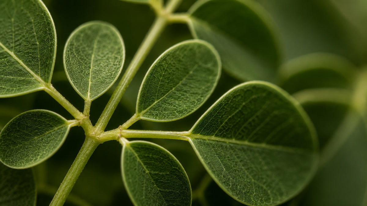 Moringa Kapseln-zutat2_links