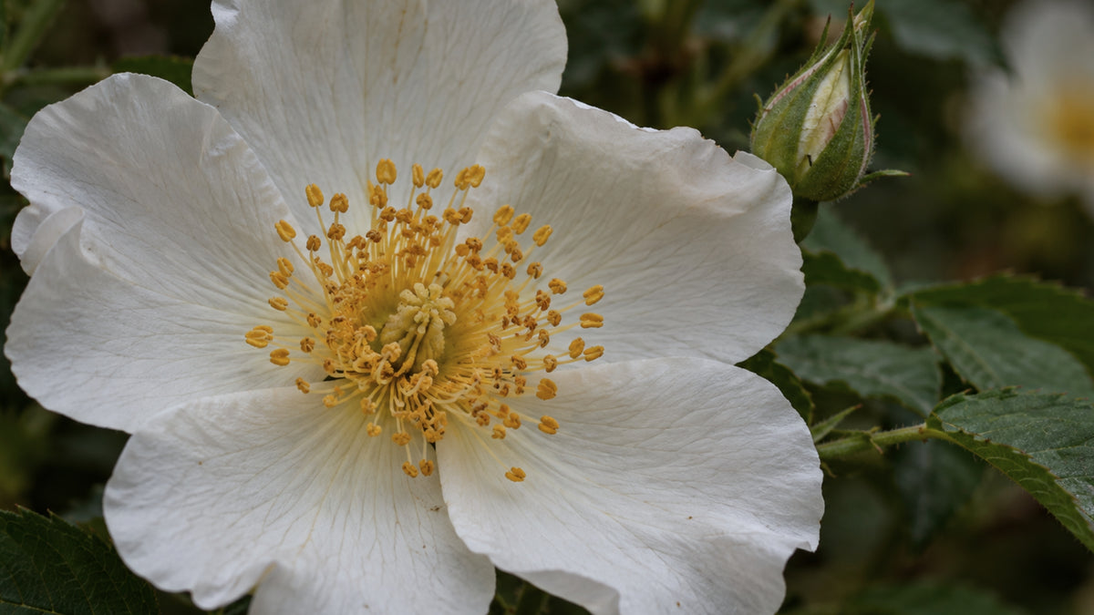 Moschusrose Kernöl Bio-zutat1_rechts