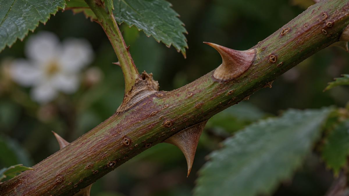 Moschusrose Kernöl Bio-zutat2_links