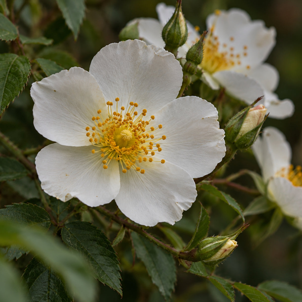 Moschusrose Kernöl Bio-zutaten
