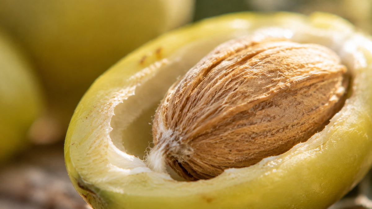Neem Öl Bio-zutat2_links