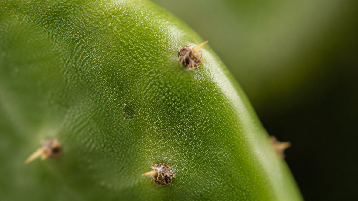 Nopal Kapseln-zutat1_rechts