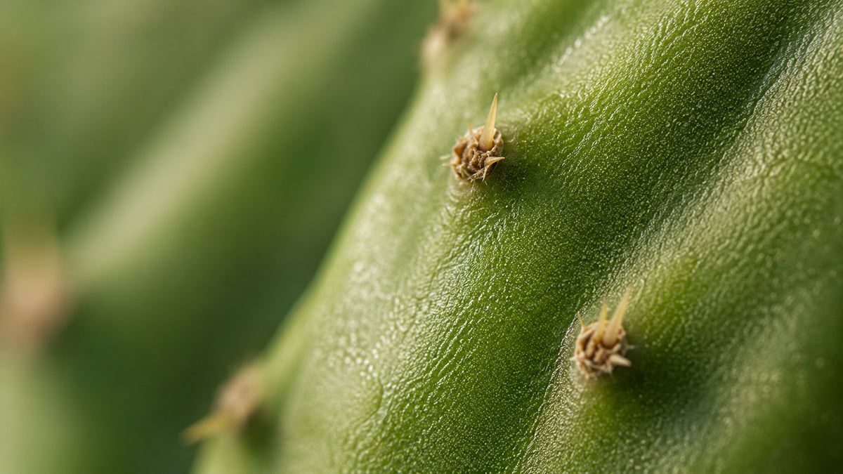 Nopal Kapseln-zutat2_links