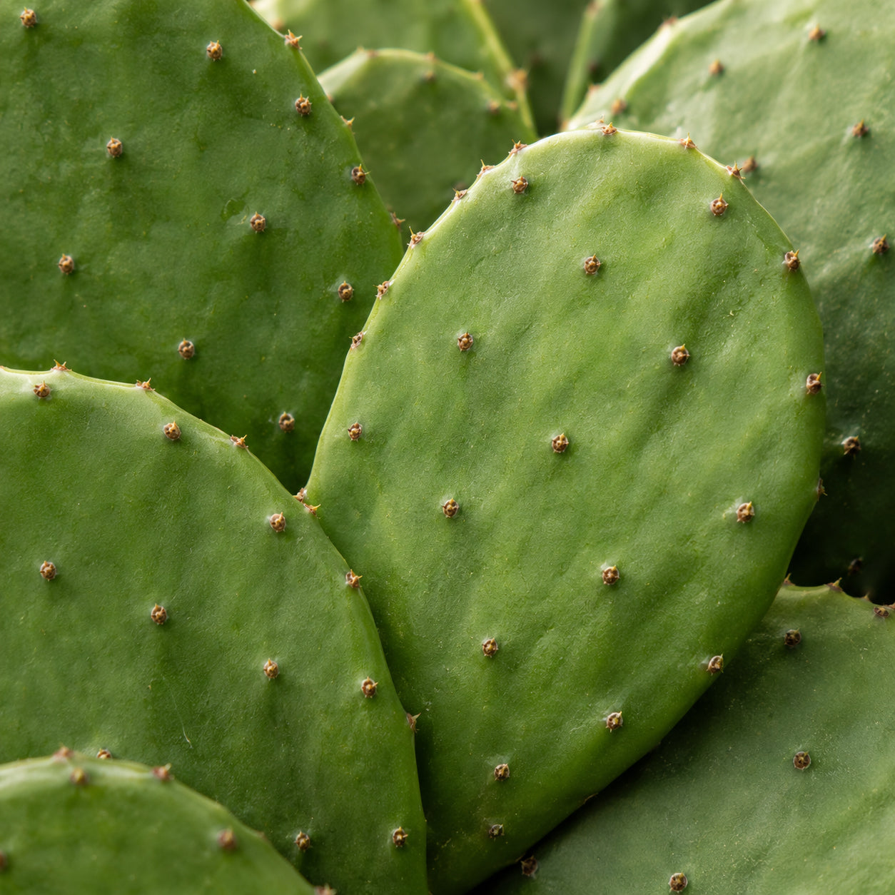 Nopal Kapseln-zutaten
