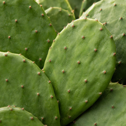 Nopal Kapseln-zutaten