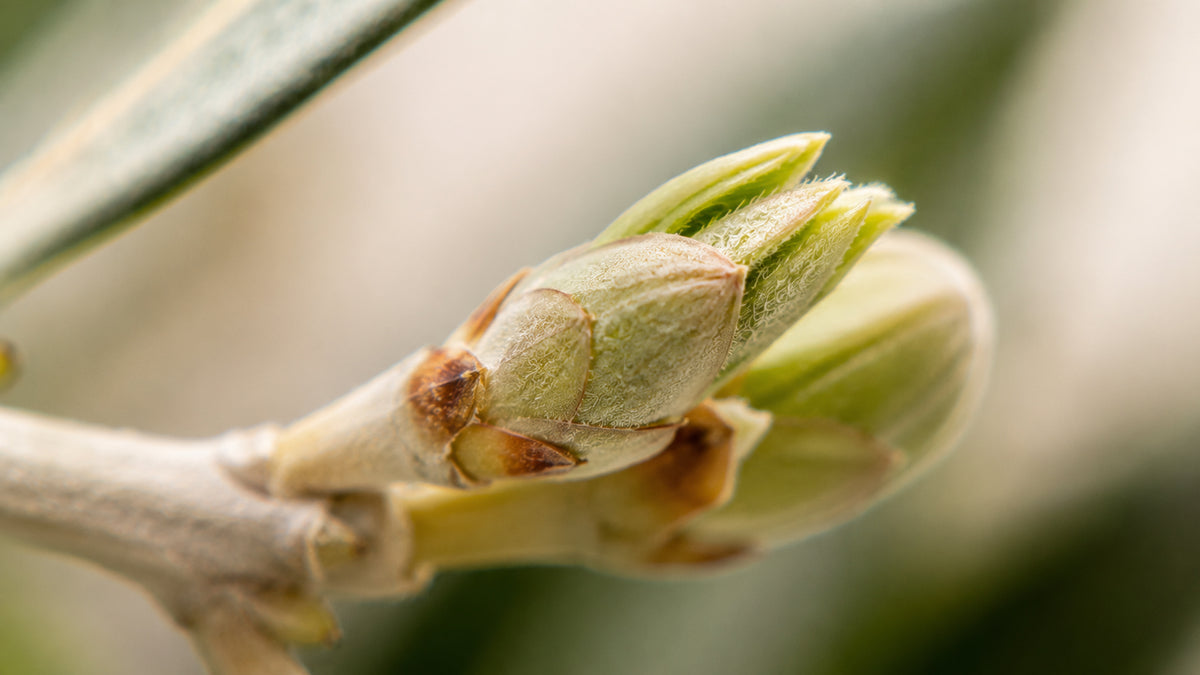 Olive Glycerinmazerat-zutat2_links