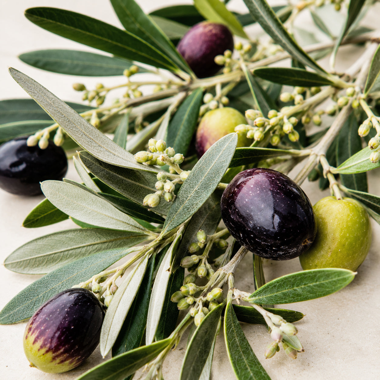 Olive Glycerinmazerat-zutaten