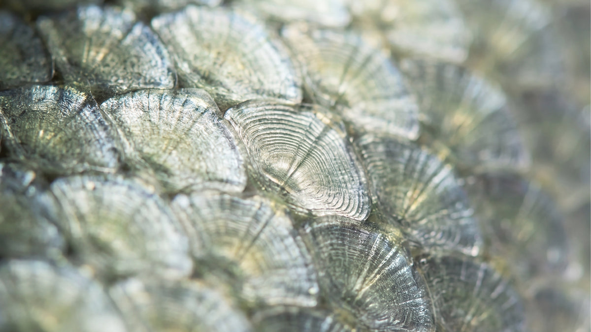 Omega 3 Kapseln-zutat2_links