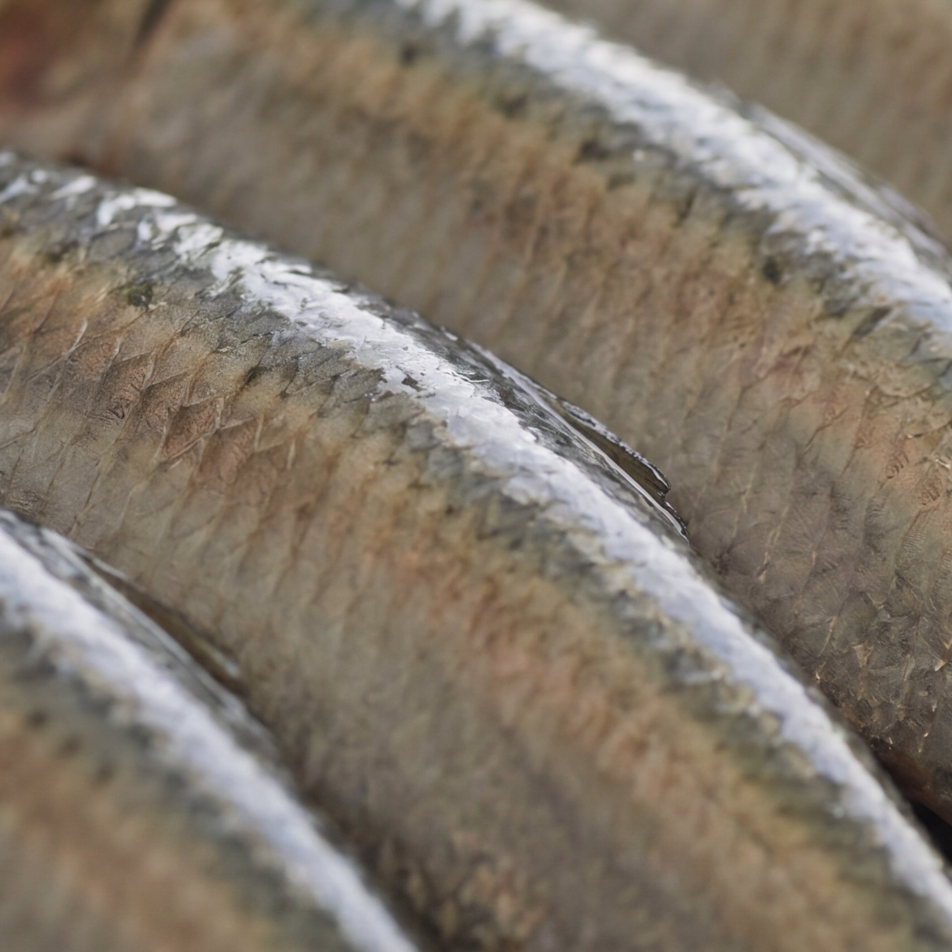 Omega 3 Kapseln-zutaten