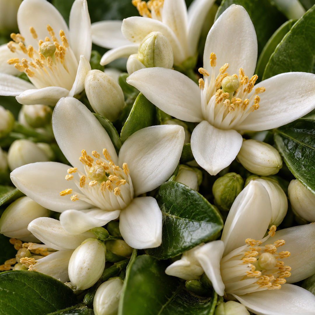 Orangenblüten Tee offen Bio-zutaten
