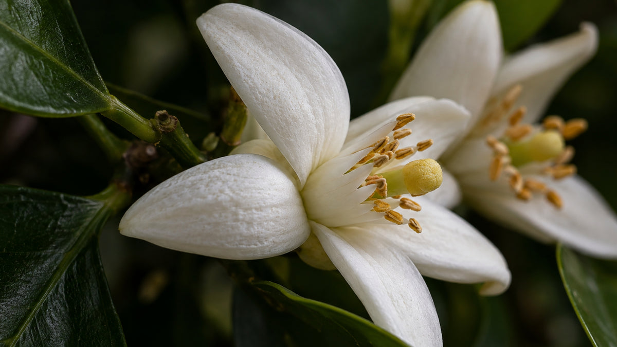 Orangenblütenwasser (Neroli) BIO-zutat2_links