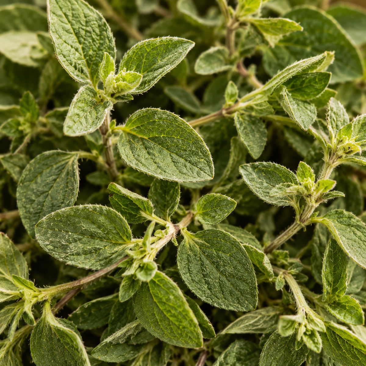 Oregano Wildwuchs-zutaten