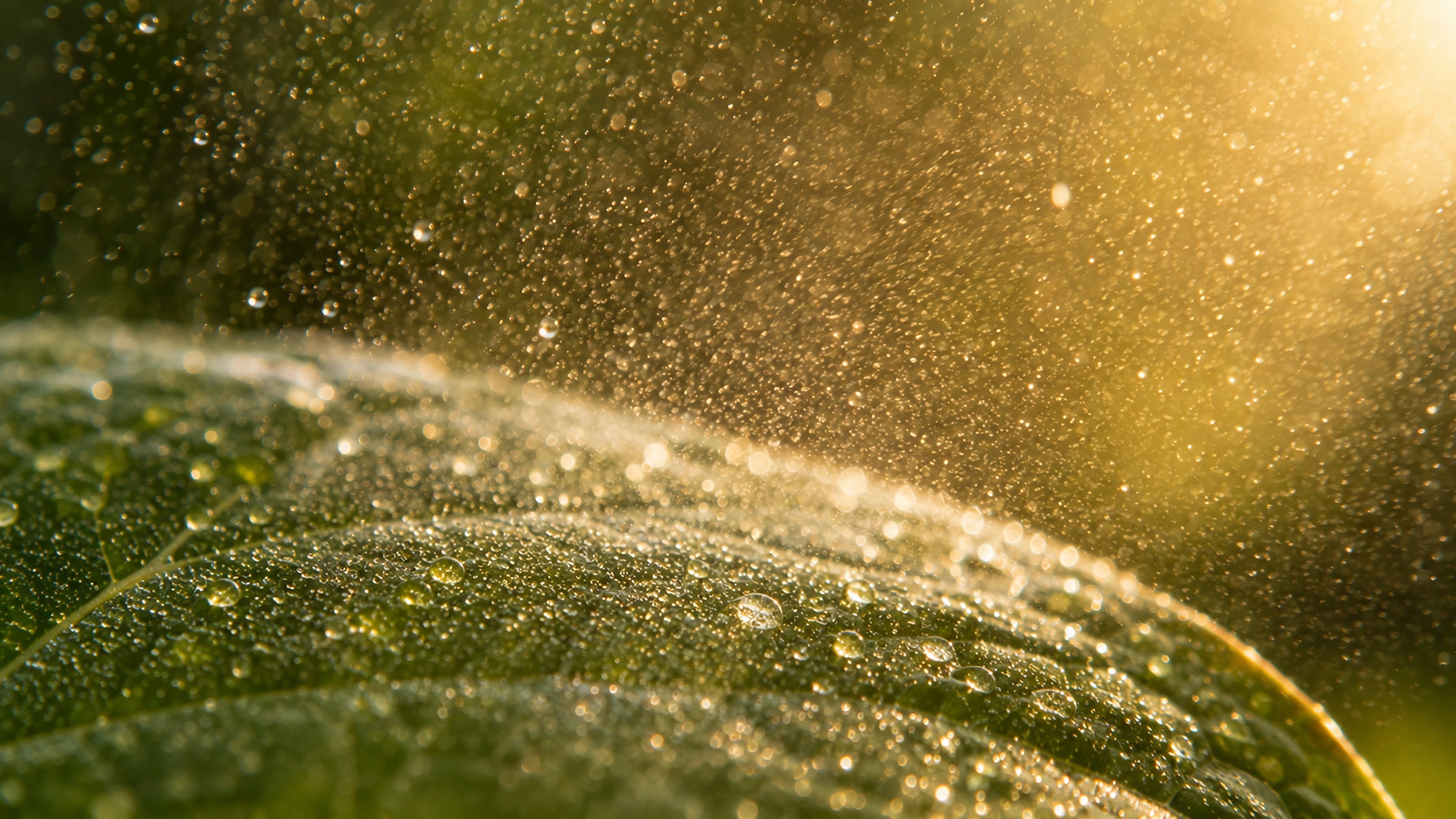 Pararhinos Mix Glycerinmazerat-form_top