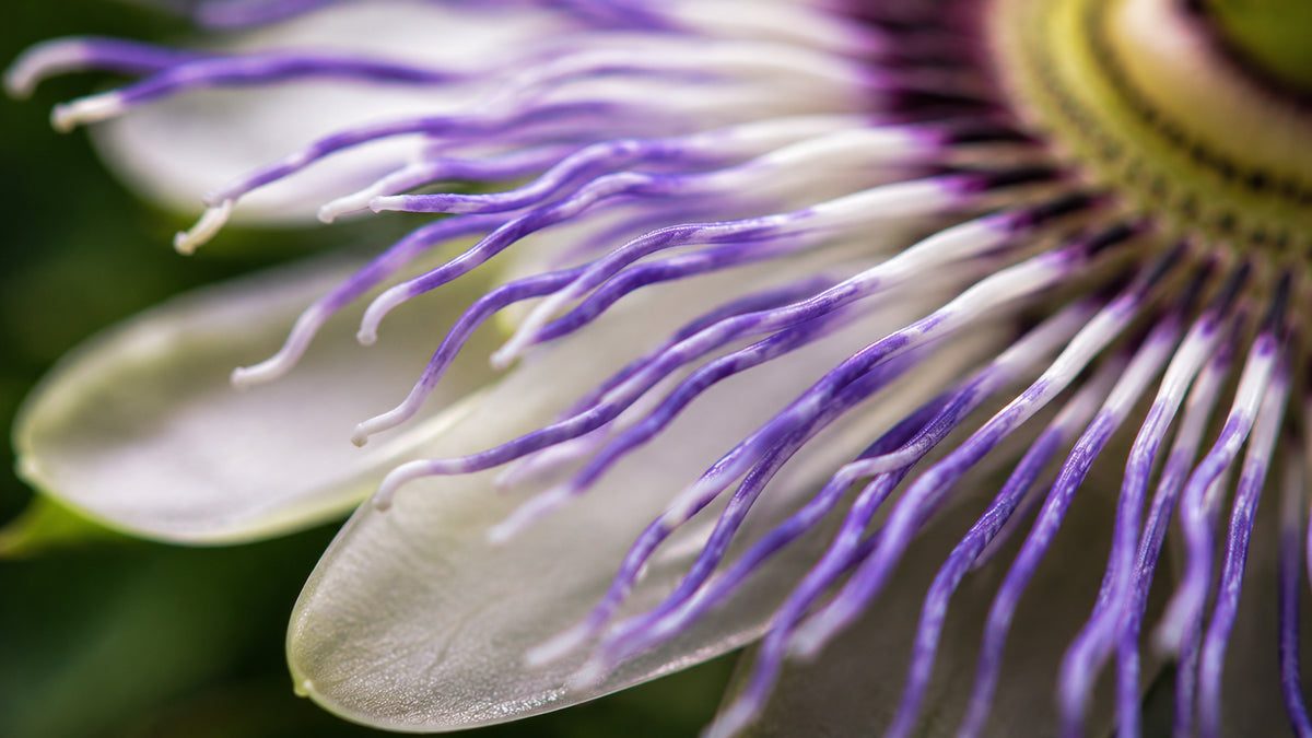 Passionsblume Kapseln-zutat2_links