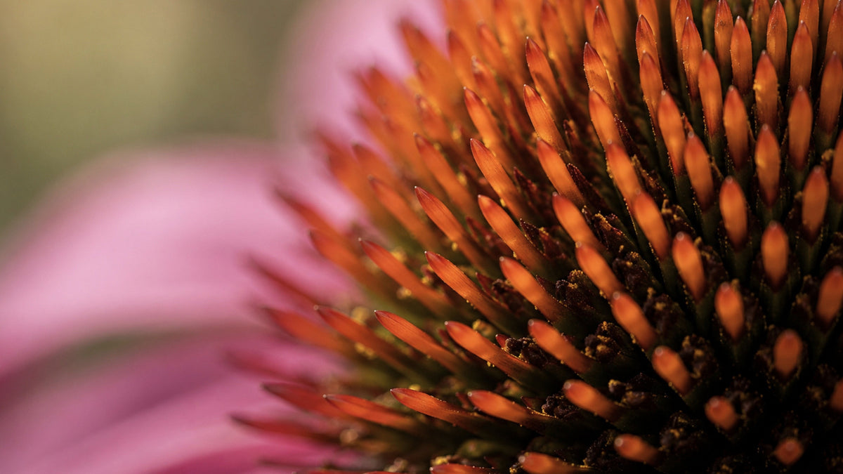 Phytomed Echinacea Glycerinmazerat-zutat1_rechts