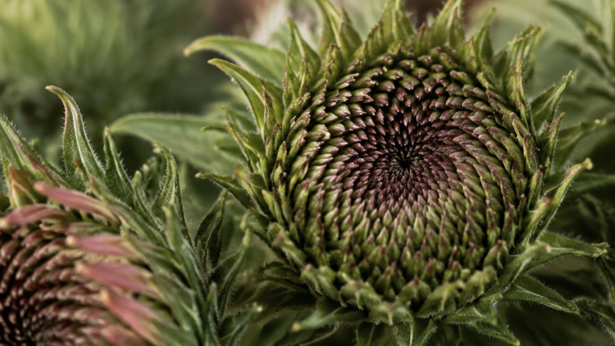 Phytomed Echinacea Glycerinmazerat-zutat2_links