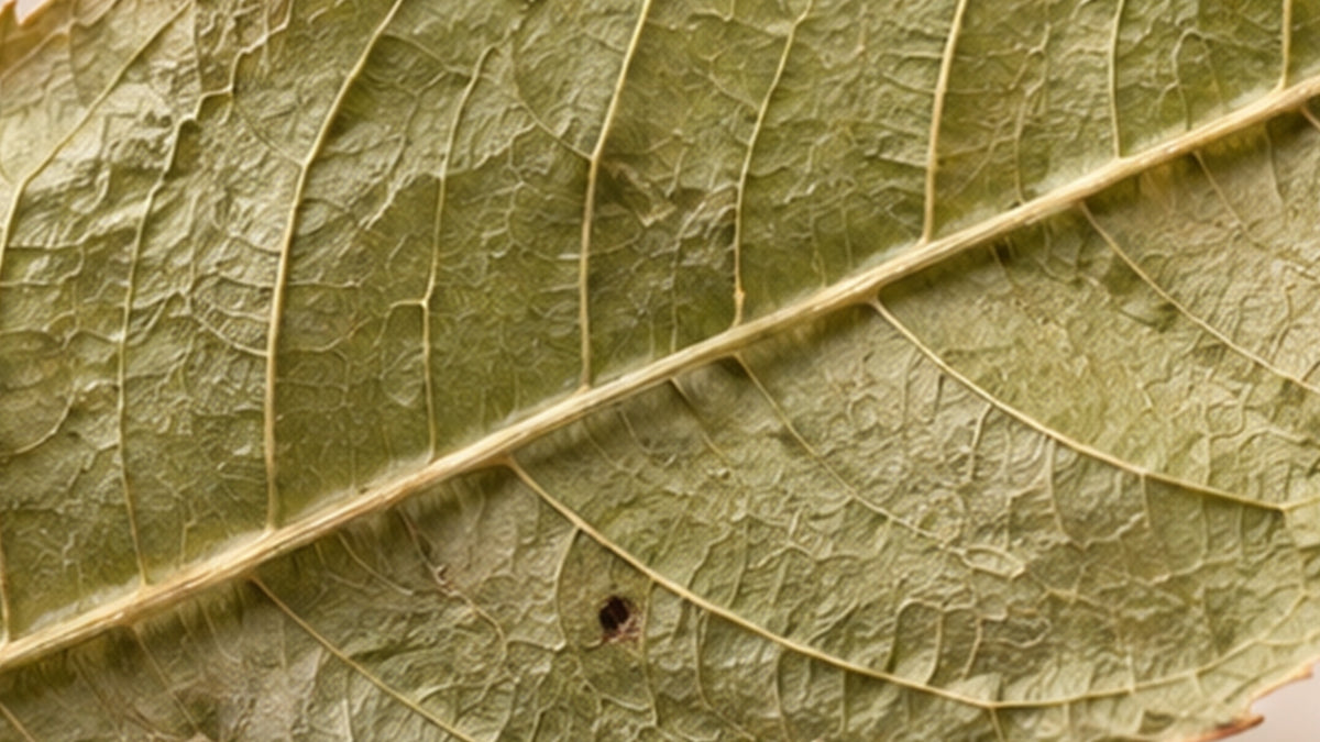 Premium Verveine Bio-zutat1_rechts