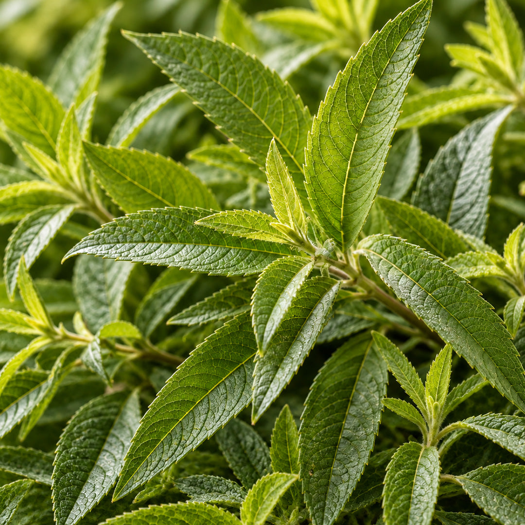 Premium Verveine Bio-zutaten