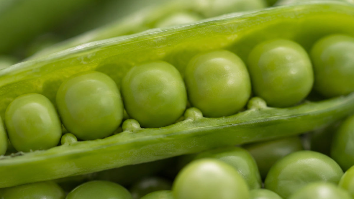 Protein Pulver (Vegetarisch)-zutat2_links