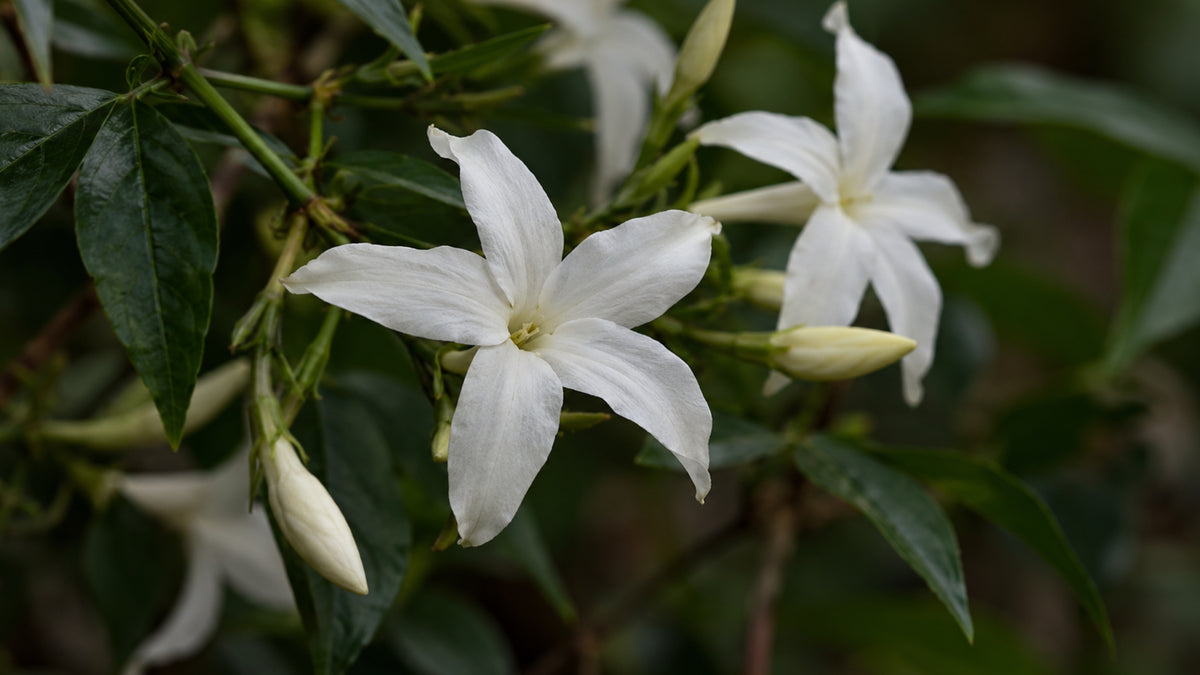 Räucherstäbchen Blue Jasmin-zutat2_links