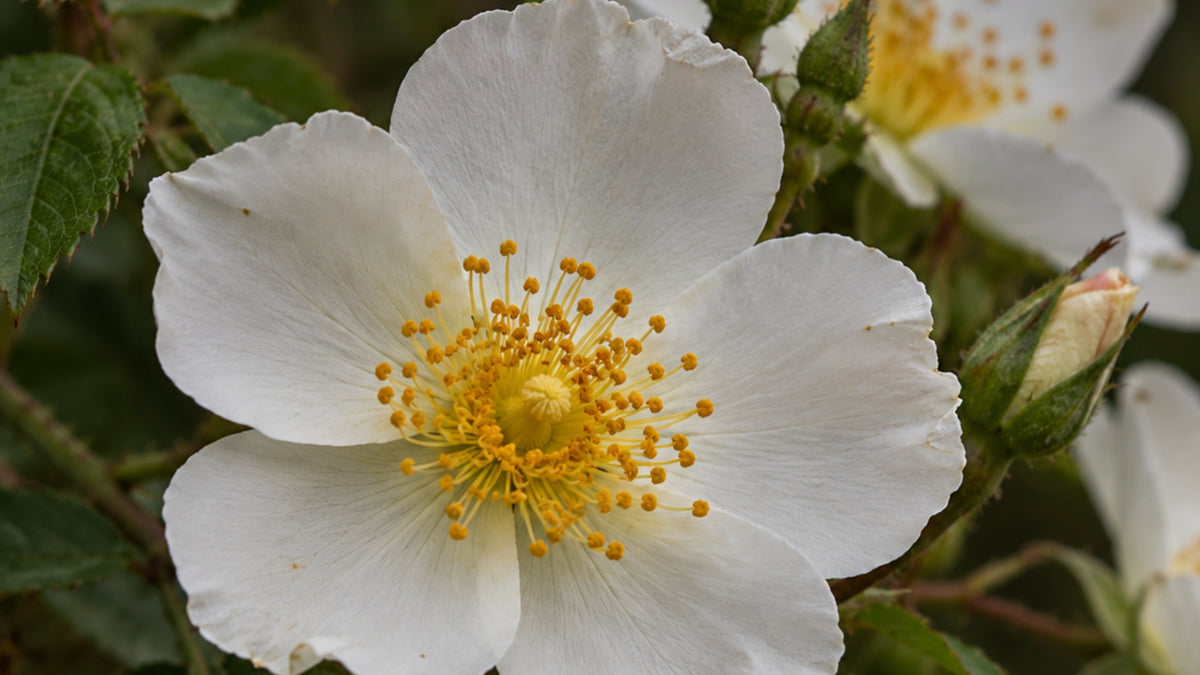 Räucherstäbchen Blue Moschus-zutat1_rechts