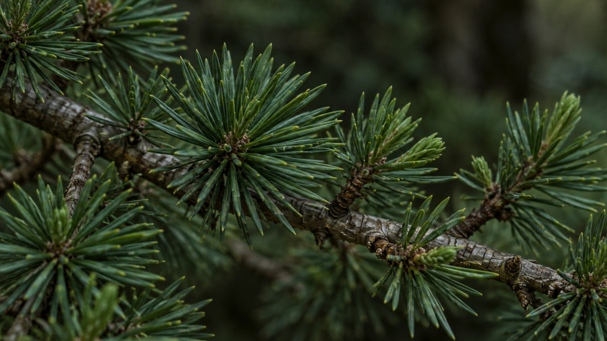 Räucherstäbchen Green Zeder-zutat1_rechts