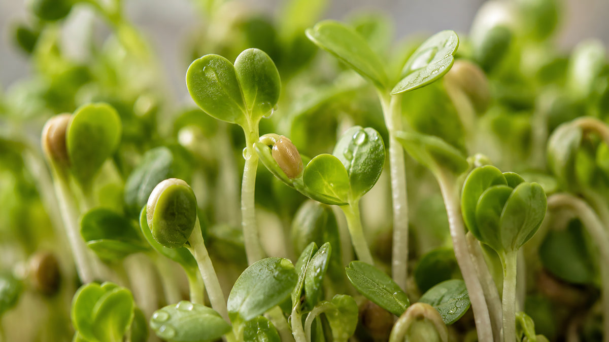 Rhodiola Kapseln-zutat2_links