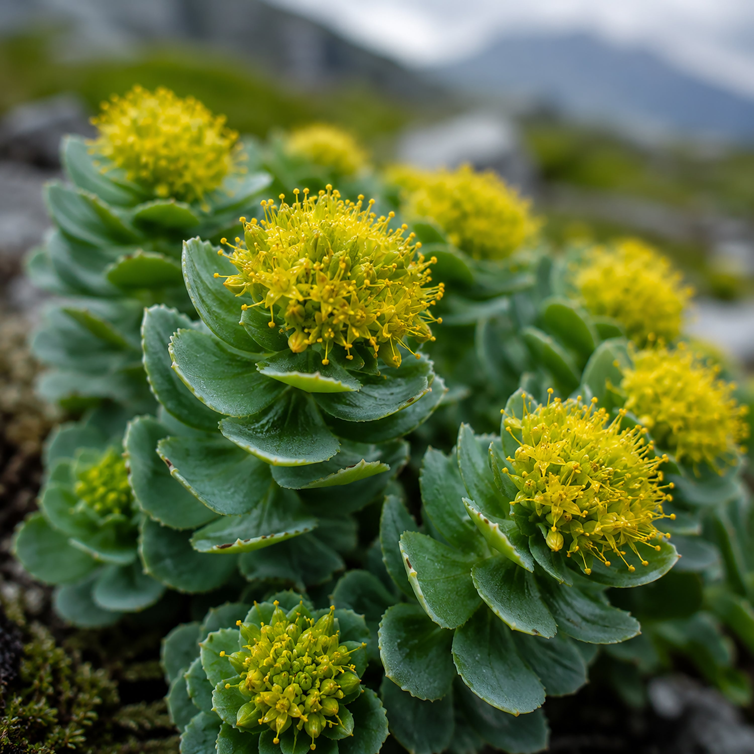 Rhodiola Kapseln-zutaten