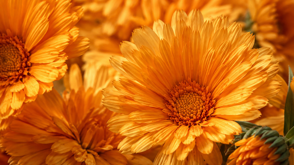 Ringelblume Salbe-zutat2_links