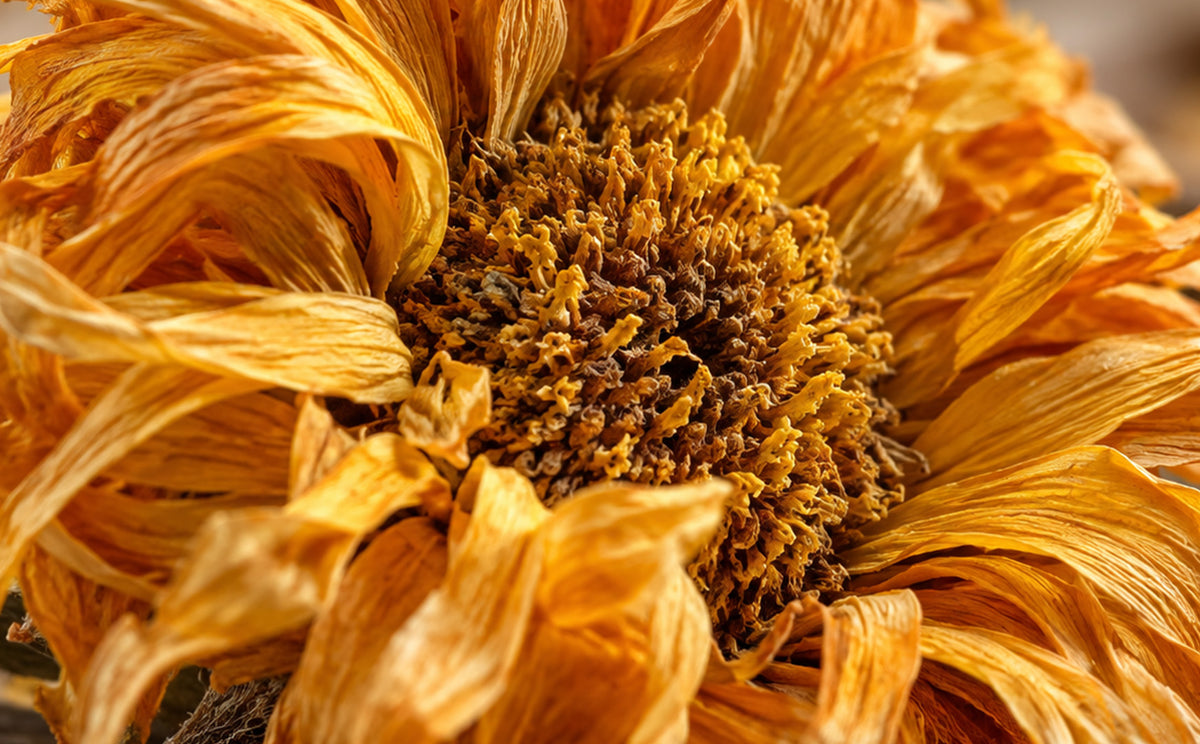 Ringelblumen Tee Bio-zutat1_rechts