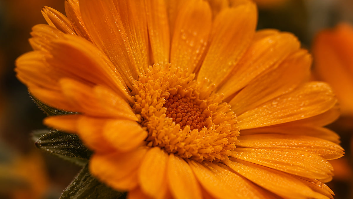 Ringelblumenöl Bio-zutat1_rechts