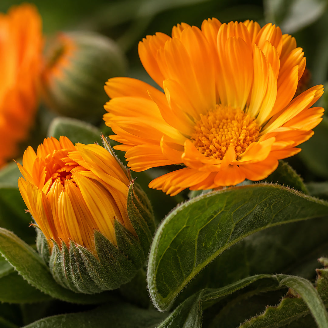 Ringelblumenöl Bio-zutaten