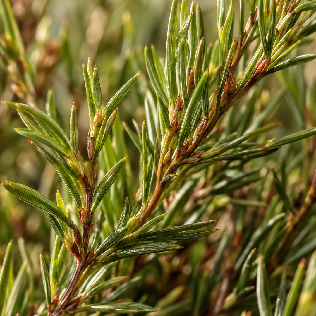 Rooibos Portionsbeutel-zutaten