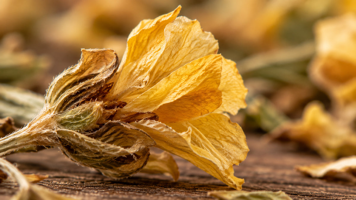 Rooibos grün Tee Bio-zutat2_links