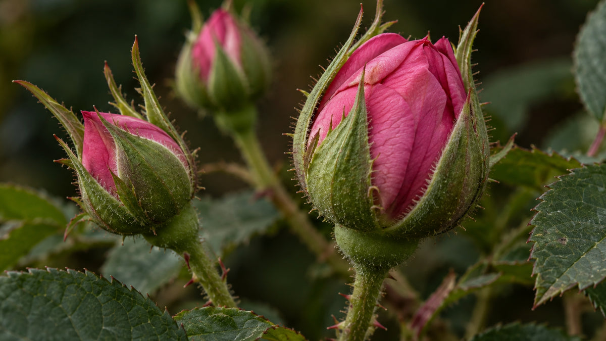 Rosenblüten Bulgarisch BIO-zutat1_rechts