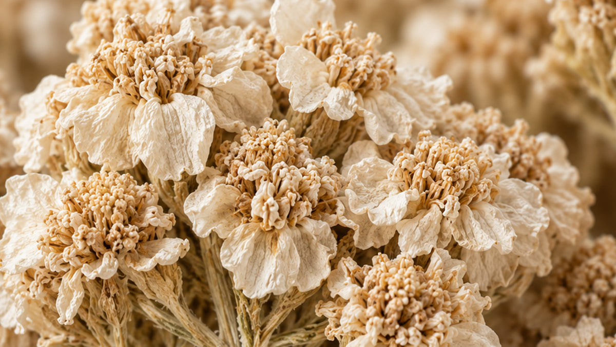 Schafgarbenblüten Bio-zutat2_links