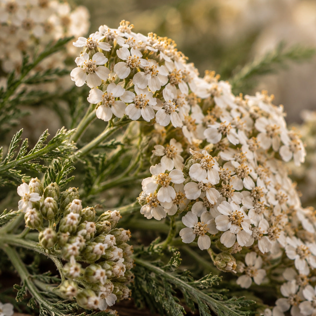 Schafgarbenblüten Bio-zutaten