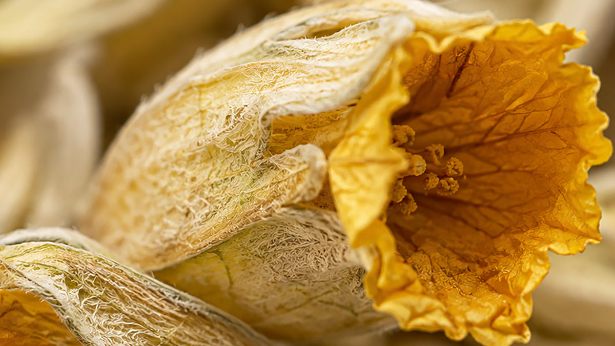 Schlüsselblumenblüten geschnitten Tee Bio-zutat2_links